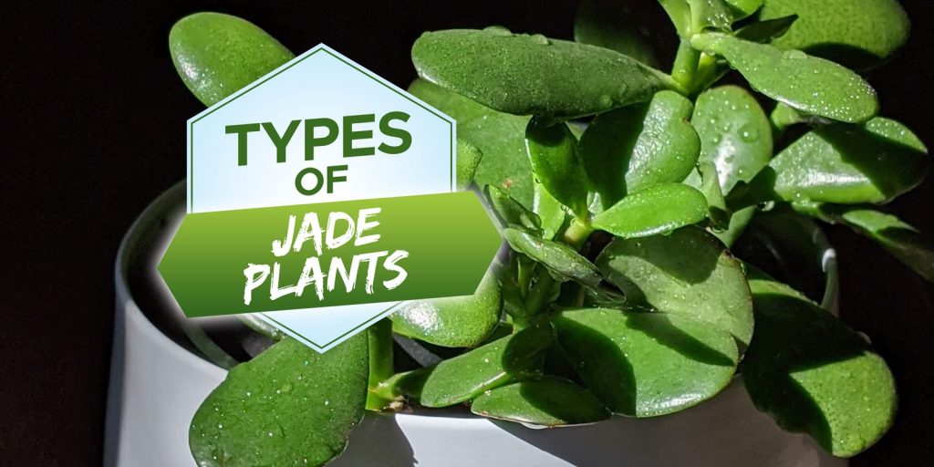 types of jade plants