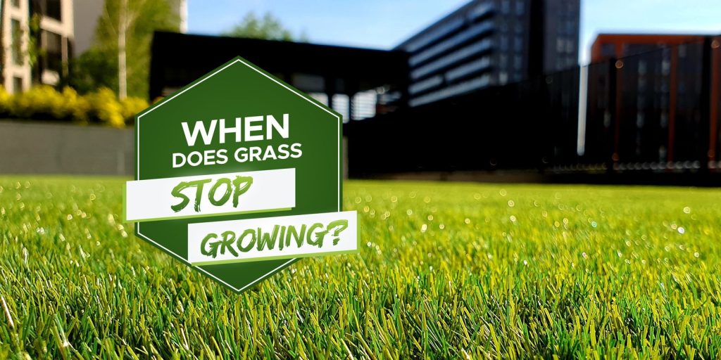 when does grass stop growing