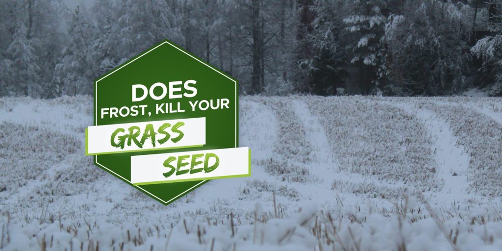 will frost kill grass seed
