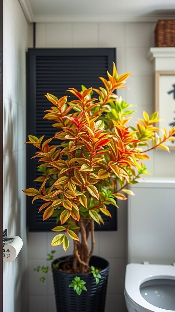 A vibrant Chinese Evergreen plant in a bathroom setting.