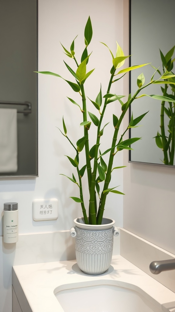 A decorative lucky bamboo plant in a stylish pot on a bathroom countertop.