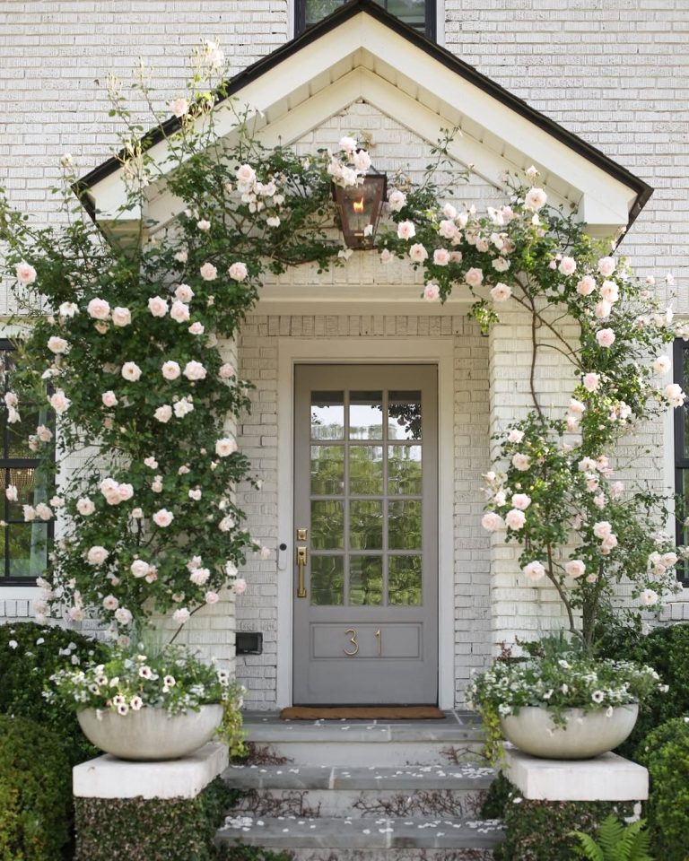 11 Best Climbing Plants for Full Sun (And How to Choose the Right One ...