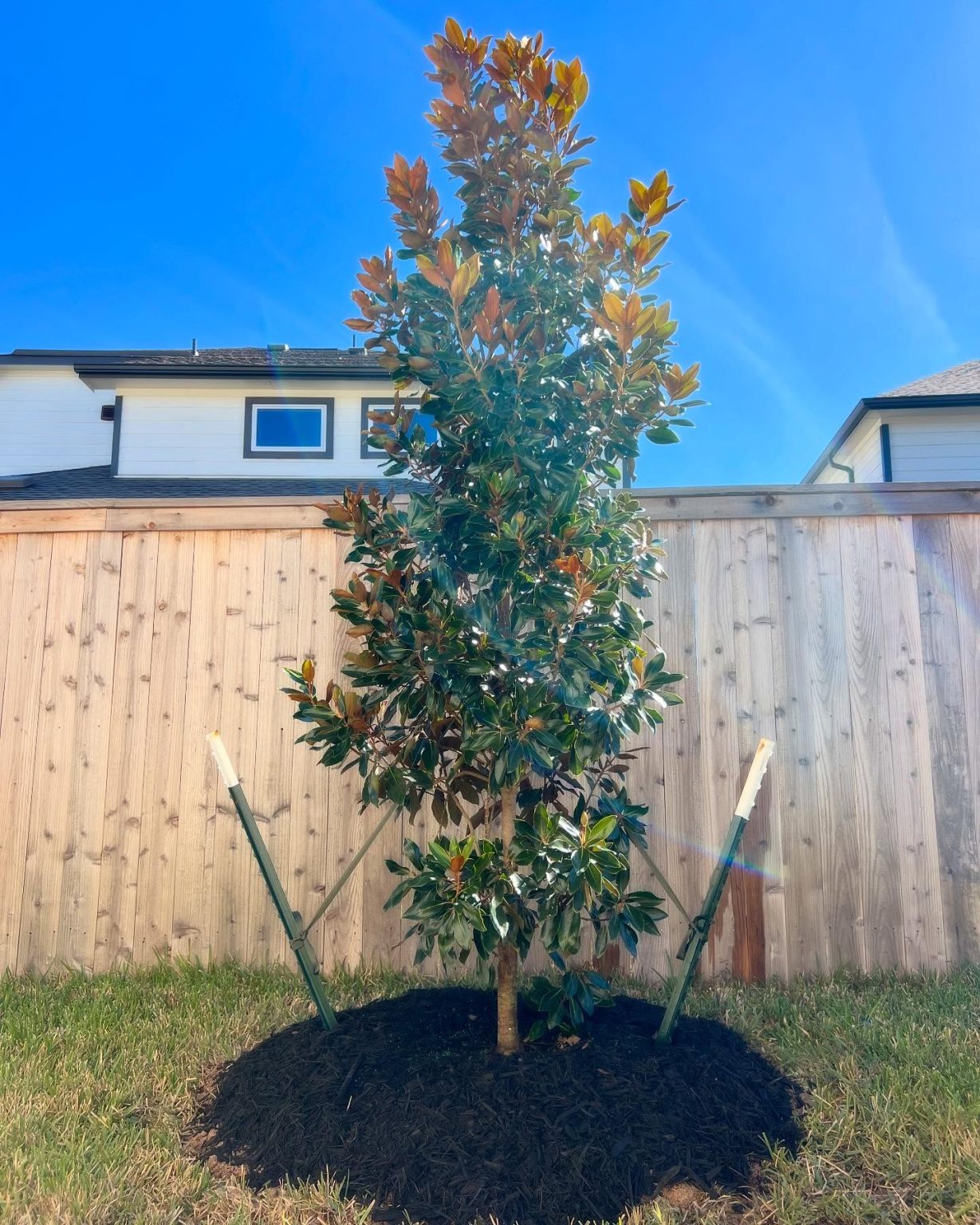 22+ Genius Under Tree Landscaping Ideas You Can Do Today! - Grow Your Yard